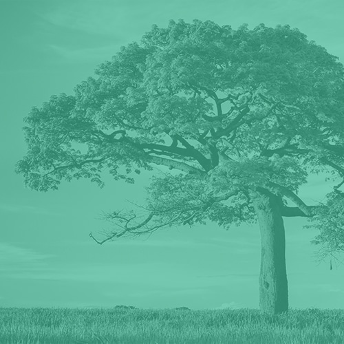 Export Trade Finance with Corporate Responsibility
